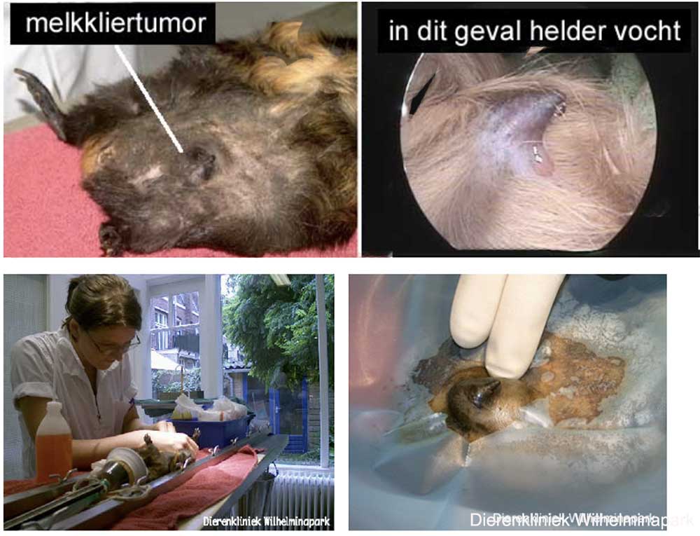Uit een melkkliertumor kan helder vocht stromen.